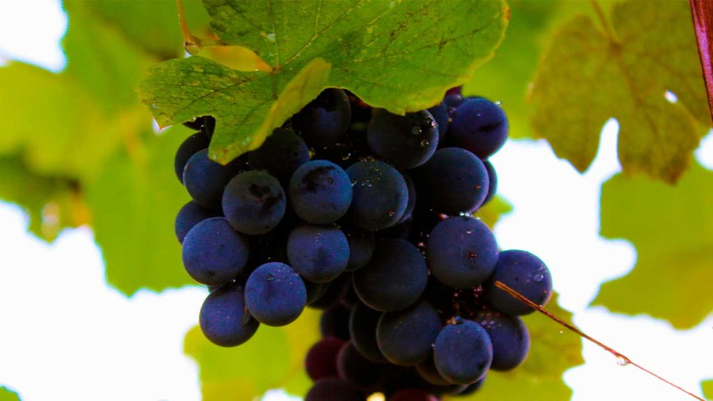 ¿Qué es la Garnacha? - Blog Vinos La Reina