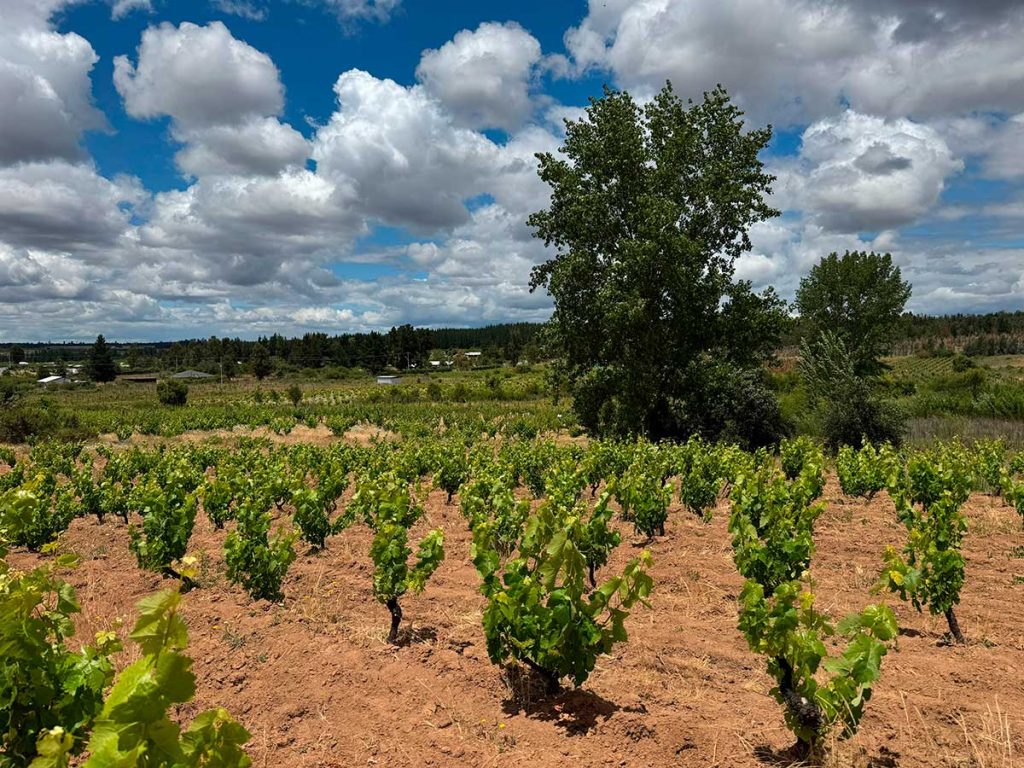 Vino Secano Moretta Wines